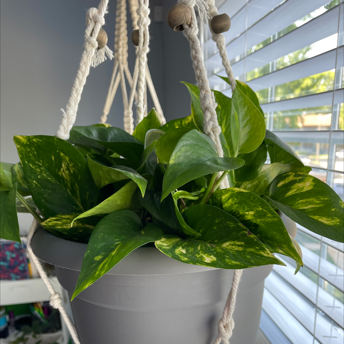 Taro Vine plant photo by @XArianaX named ✨Goldie poth🌿 on Greg, the plant care app.