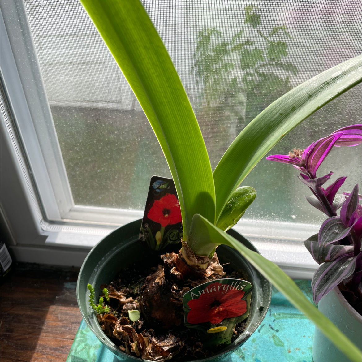Potted plant near a window, identified as Amaryllis, with green leaves and visible soil.
