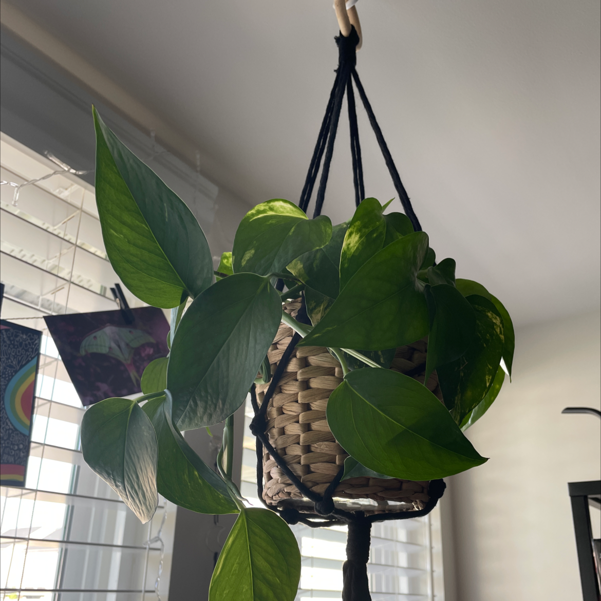 Taro Vine plant photo by @sp00kykale named Frankie on Greg, the plant care app.
