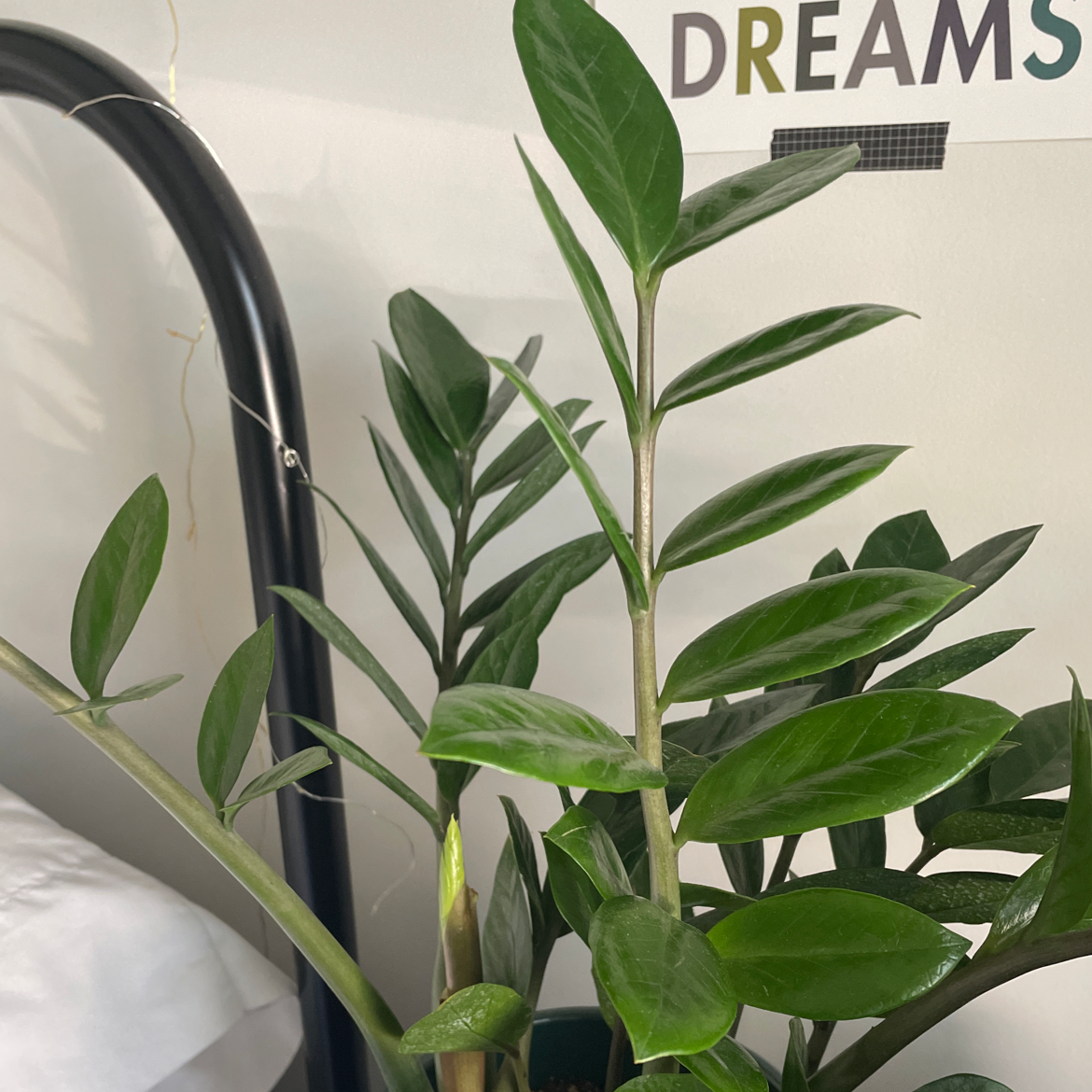 Zamioculcas Zamiifolia plant photo by @sp00kykale named Zuko on Greg, the plant care app.