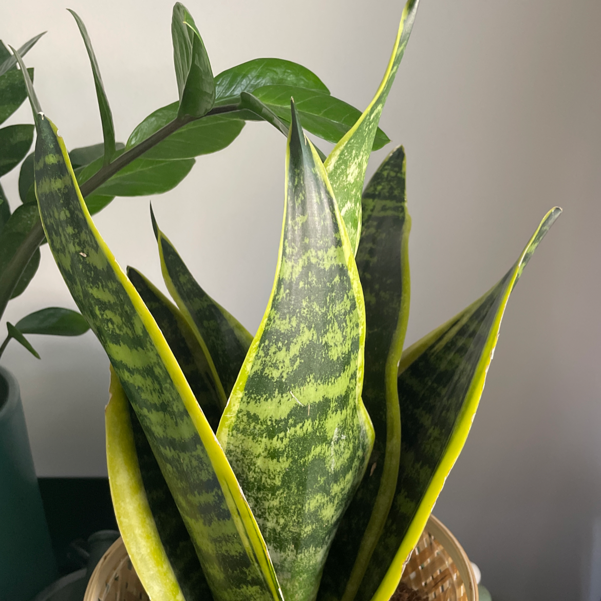 Snake Plant plant photo by @sp00kykale named Seb on Greg, the plant care app.
