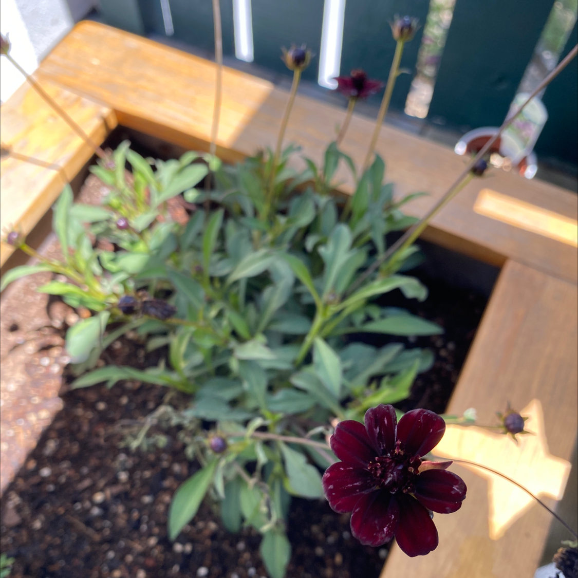 Chocolate Cosmos plant photo by Melissa named Chocolate Cosmos on Greg, the plant care app.