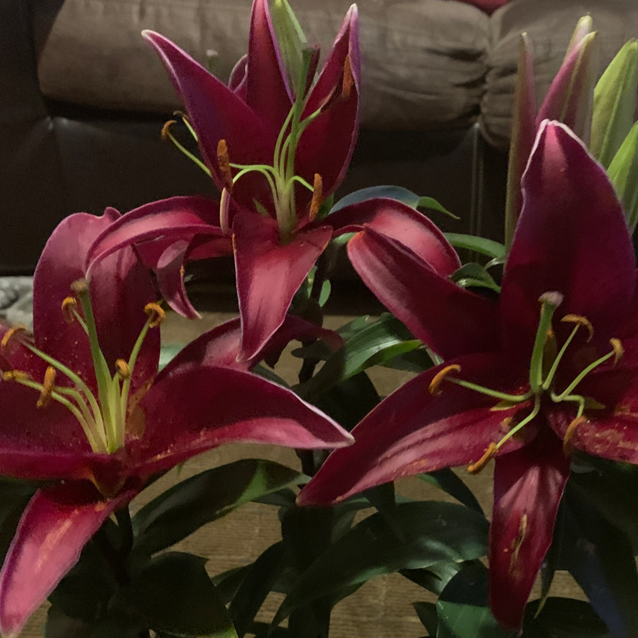 Photo of the plant species Flame Lily by Meonease named Delilah on Greg, the plant care app