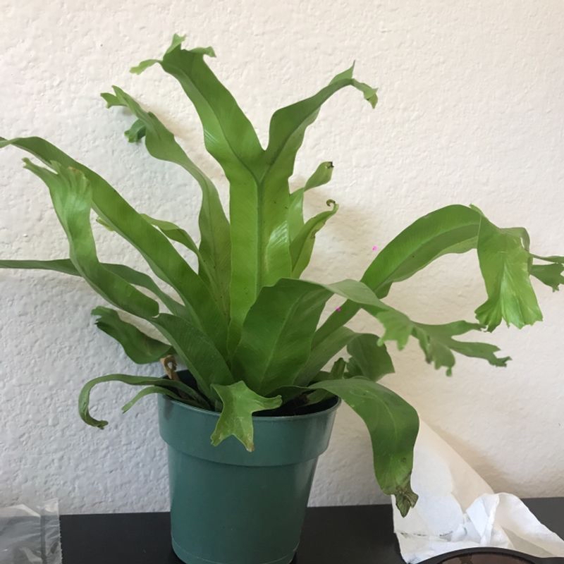A healthy Bird's Nest Fern in a green plastic pot, with some slight yellowing on lower fronds, against a plain white background.