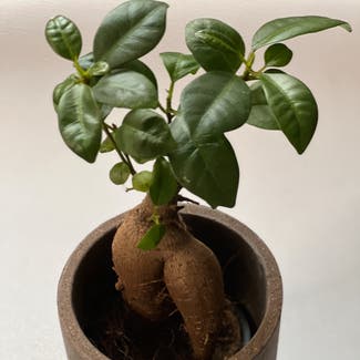 Ficus Ginseng plant in London, England