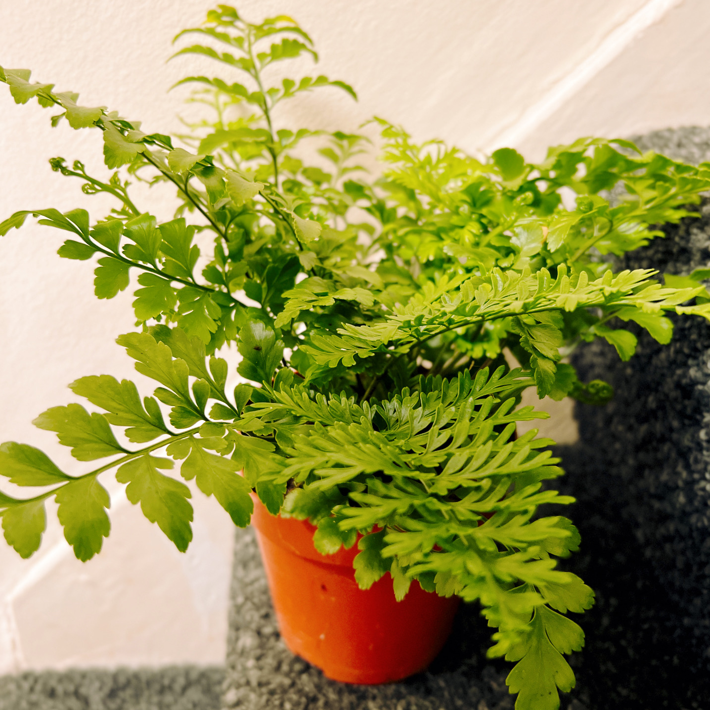 Healthy Black Spleenwort plant in a small orange pot with vibrant green leaves.