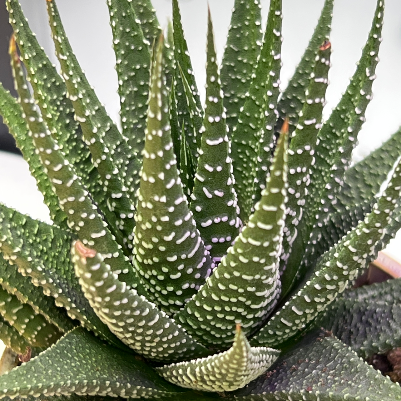 The Complete Zebra Plant Plant Care Guide: Water, Light &amp; Beyond