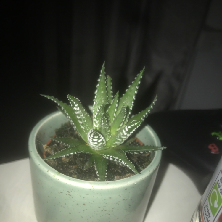 Zebra Plant plant photo by Olivia named Chester💕 on Greg, the plant care app.