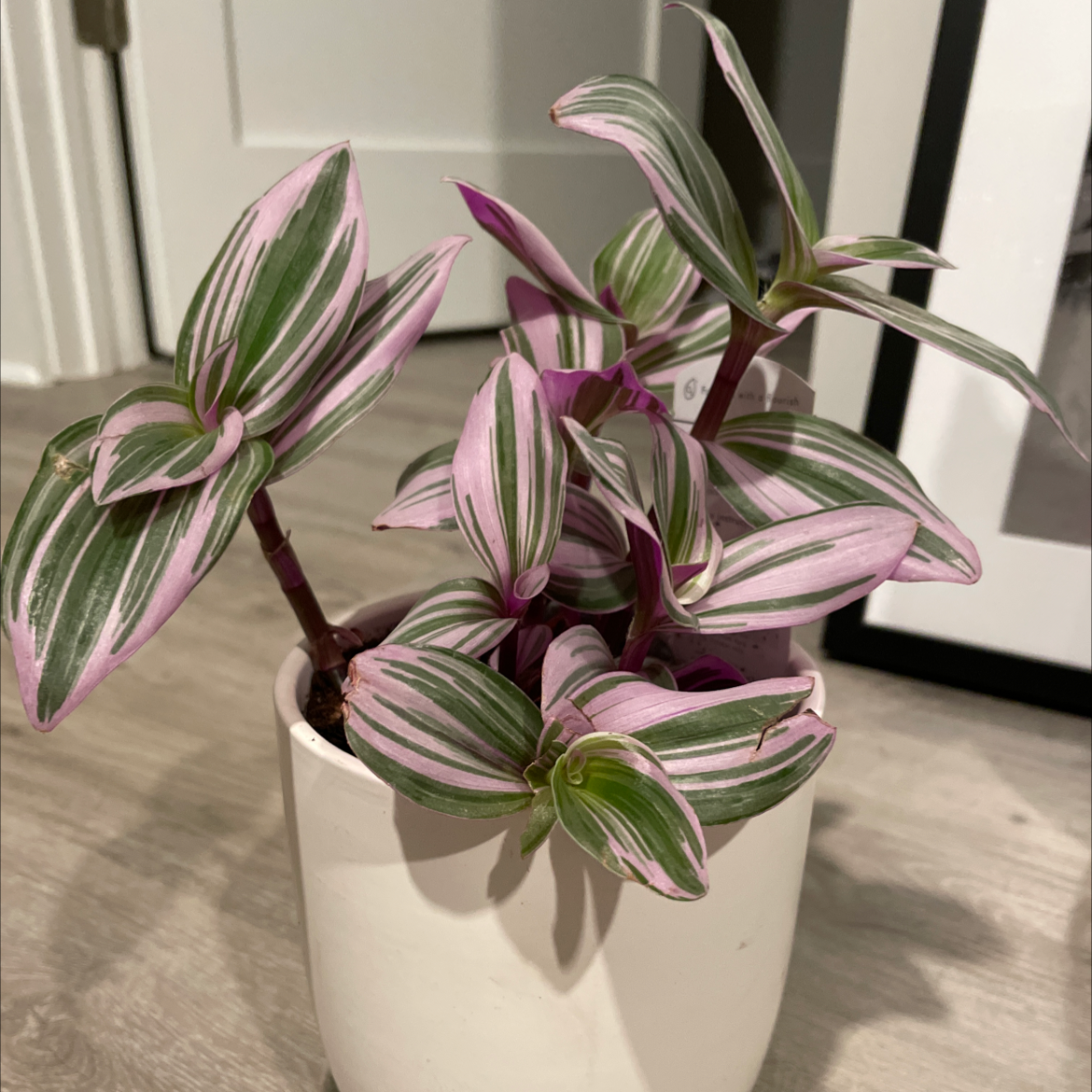 Healthy Small-Leaf Spiderwort plant with striped green, pink and white leaves in a white ceramic pot.