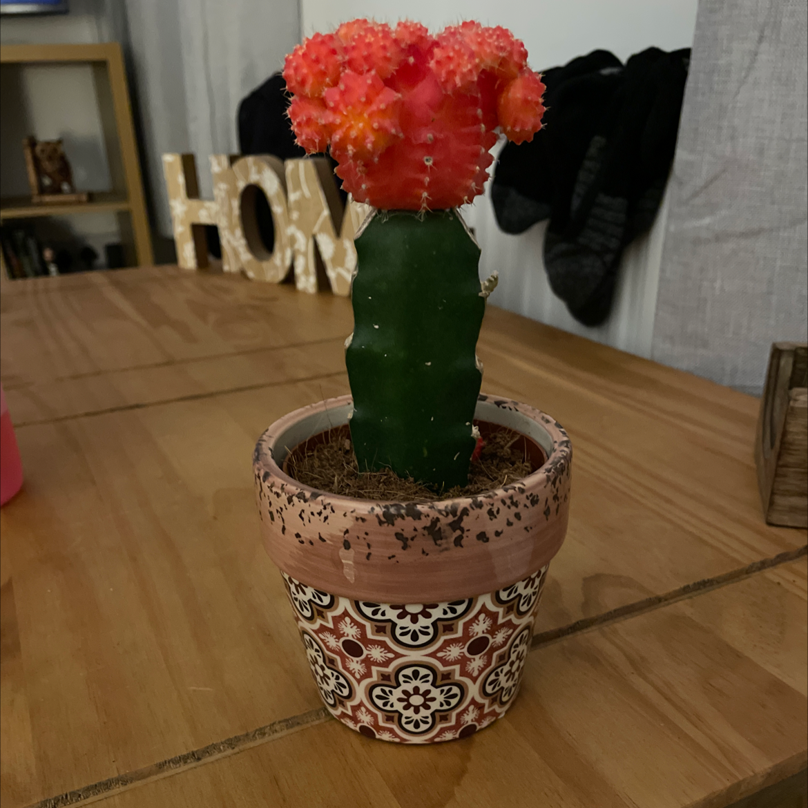 Moon Cactus plant photo by Megan named Pink Prick on Greg, the plant care app.