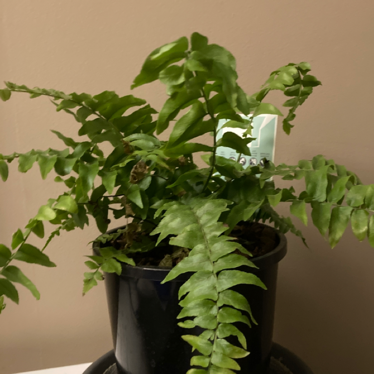 House Holly-Fern plant photo by Ben named Mary on Greg, the plant care app.