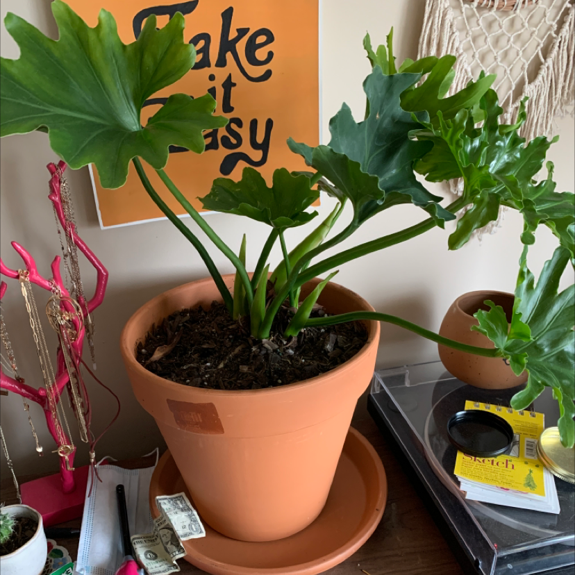 Philodendron 'Hope Selloum' in a terracotta pot with vibrant green leaves.