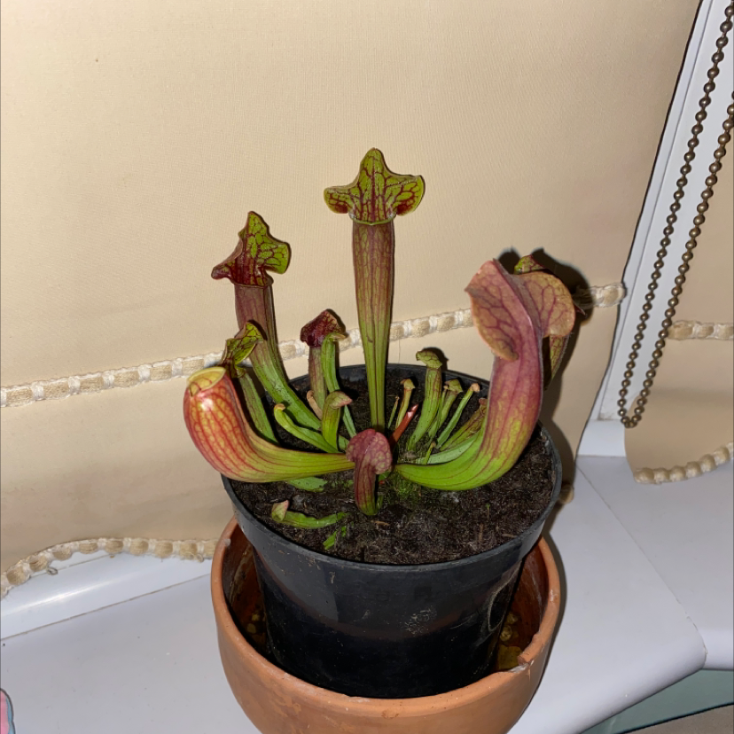 White Topped Pitcher Plant in a pot with visible soil and some leaf discoloration.