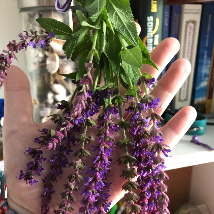 Photo of the plant species Meadow Sage by @sienna.summers named Your plant on Greg, the plant care app