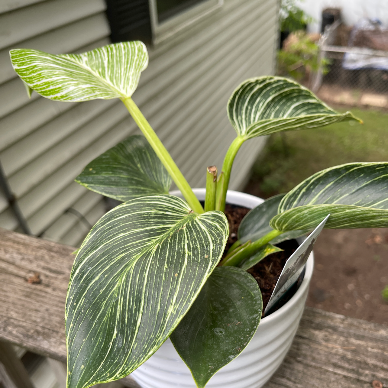 Photo of the plant species Calathea 'Beauty Star' by @Candidboho named Zion on Greg, the plant care app