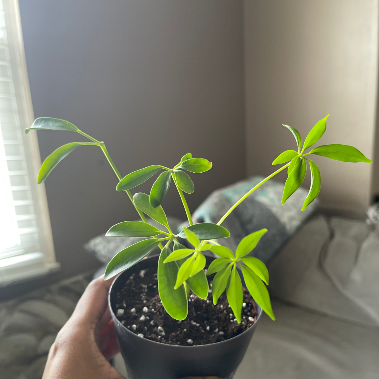 Dwarf Umbrella Tree plant photo by @Candidboho named Mark on Greg, the plant care app.