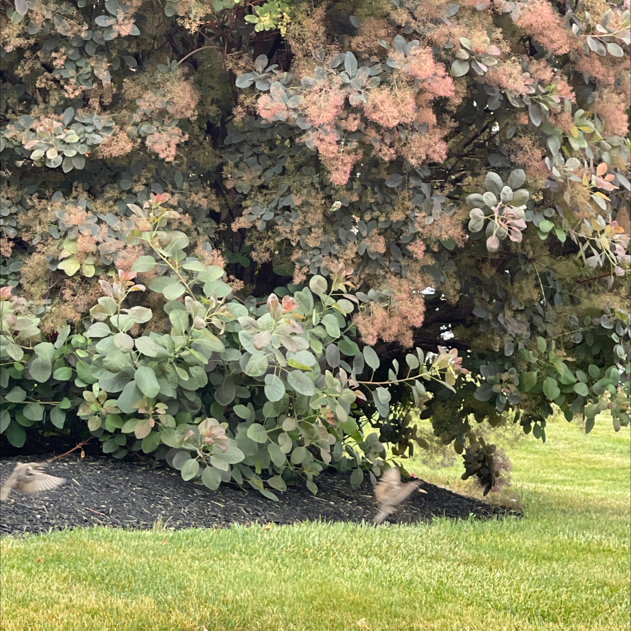 Smokebush plant with dense foliage and plume-like flowers, appearing healthy.