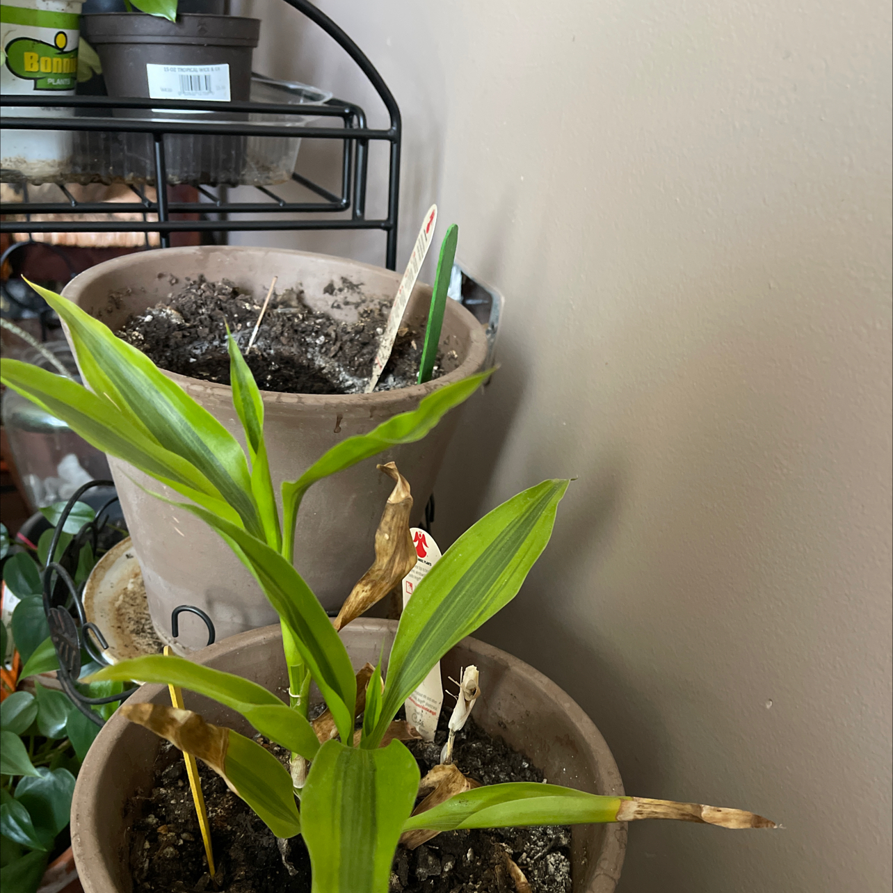 Cornstalk Dracaena plant photo by @Candidboho named Bae on Greg, the plant care app.
