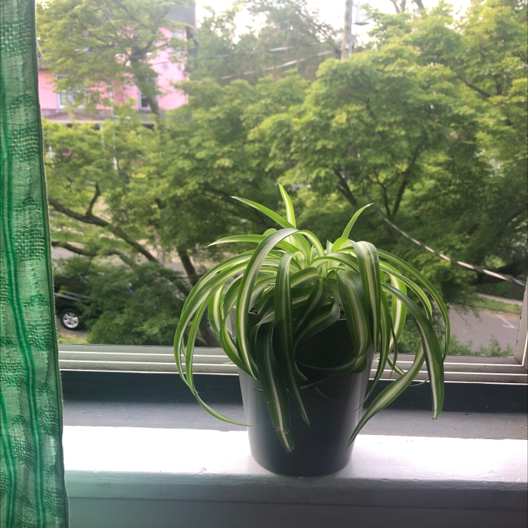 Spider Plant plant photo by @Tillietheplantkiller named Daphne on Greg, the plant care app.