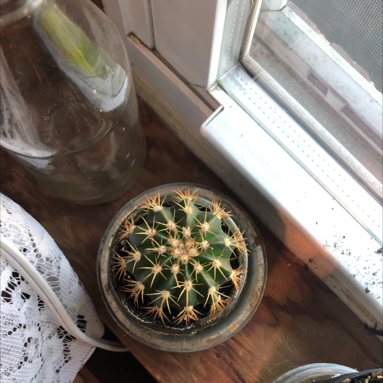 Texas Barrel Cactus plant photo by Megan named Cacti - 2 on Greg, the plant care app.