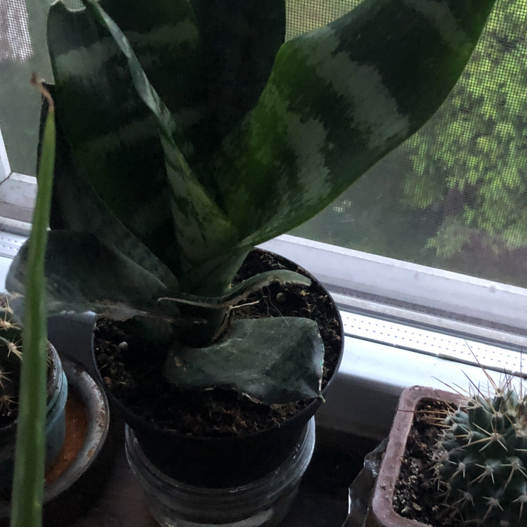 Snake Plant plant photo by Megan named Snake Plant - 1 on Greg, the plant care app.