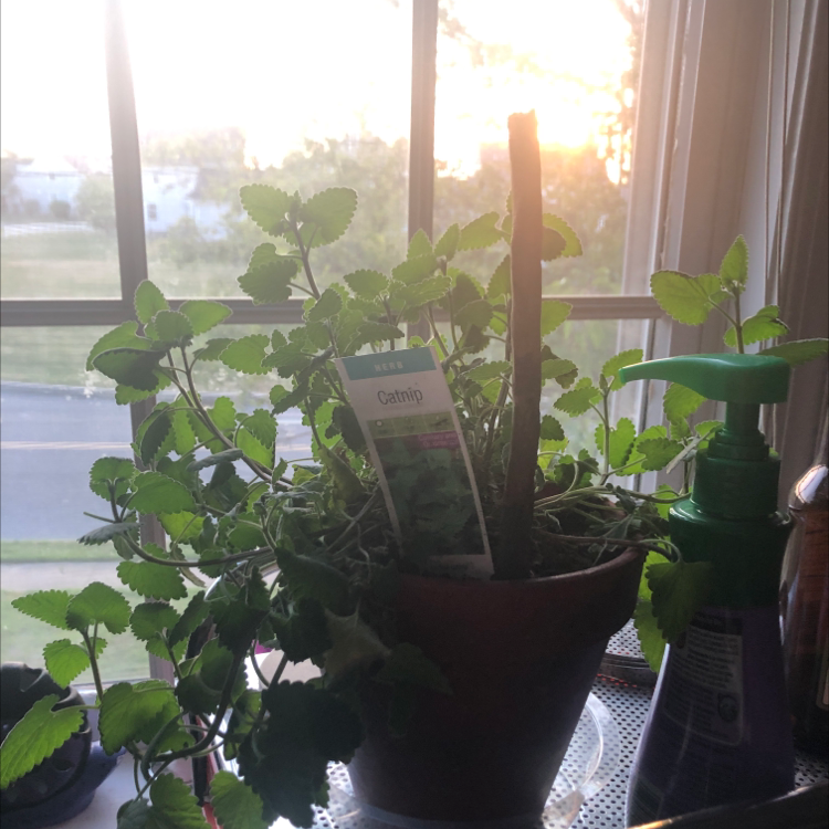 Catnip plant photo by Kayla named drugs on Greg, the plant care app.