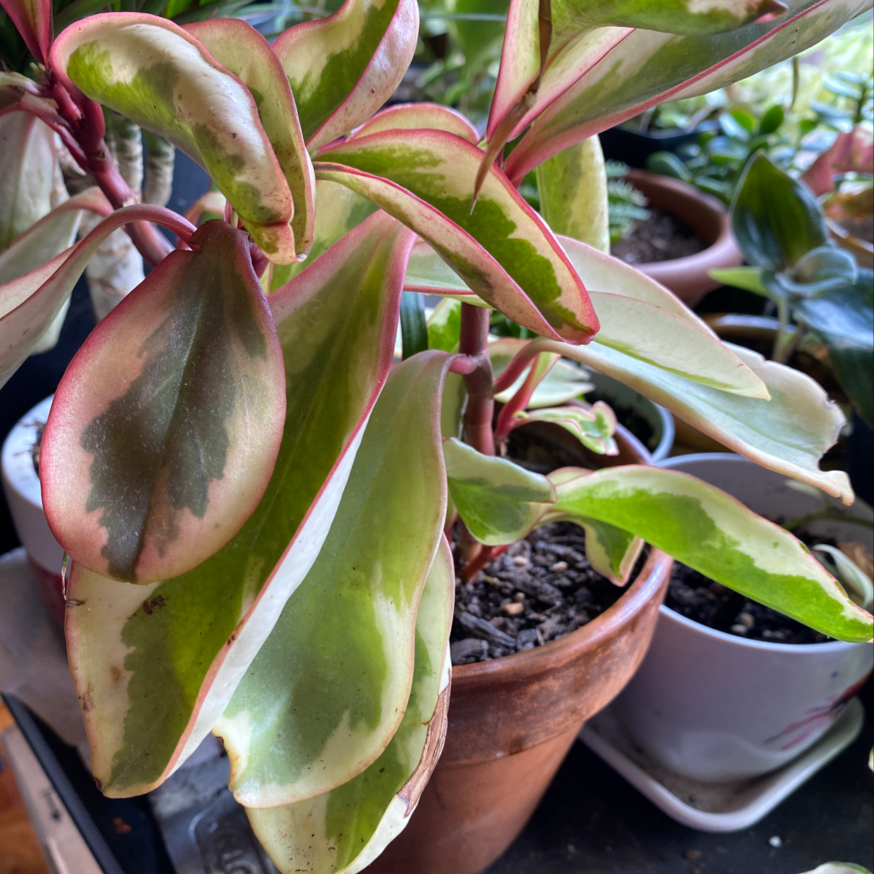 Close-up of a healthy Baby Rubber Plant with glossy, variegated leaves showing slight yellowing. Potted in terracotta with visible soil.
