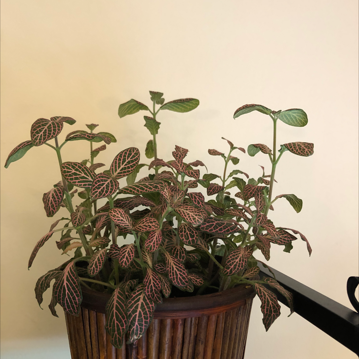 Healthy Nerve Plant in a pot with vibrant veined leaves.