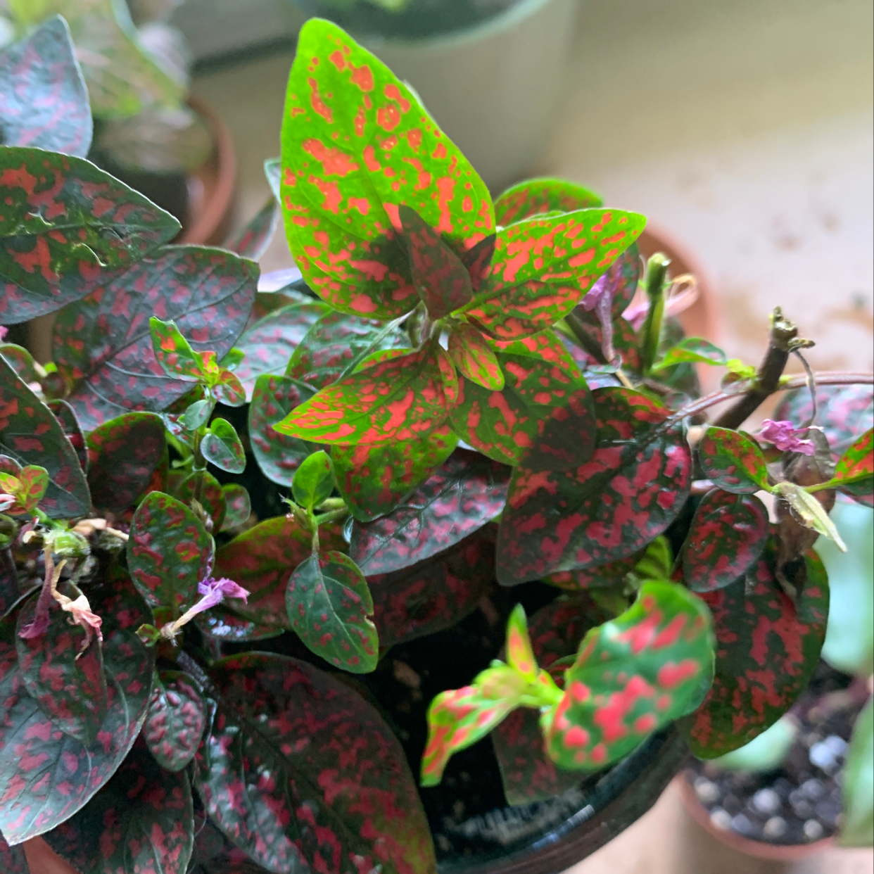 Close-up of a healthy polka dot plant with vibrant pink and green spotted leaves, characteristic of the species.