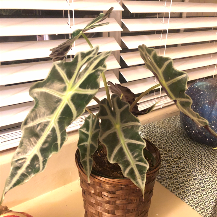 Kris Plant (Alocasia sanderiana) in a woven basket pot with dark green leaves and white veins.