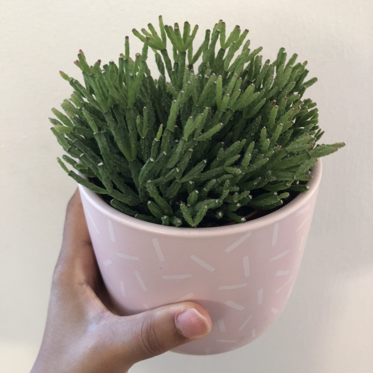 Healthy Hairy Stemmed Rhipsalis plant in a pink pot held by a hand.