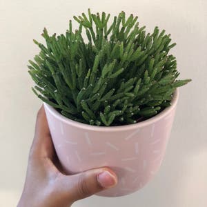 Hairy Stemmed Rhipsalis plant photo by @paula named Cecil on Greg, the plant care app.