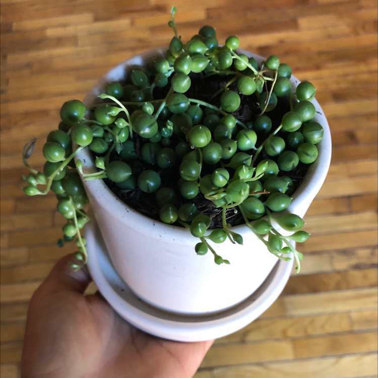 String of Pearls plant in a white pot held by a hand.