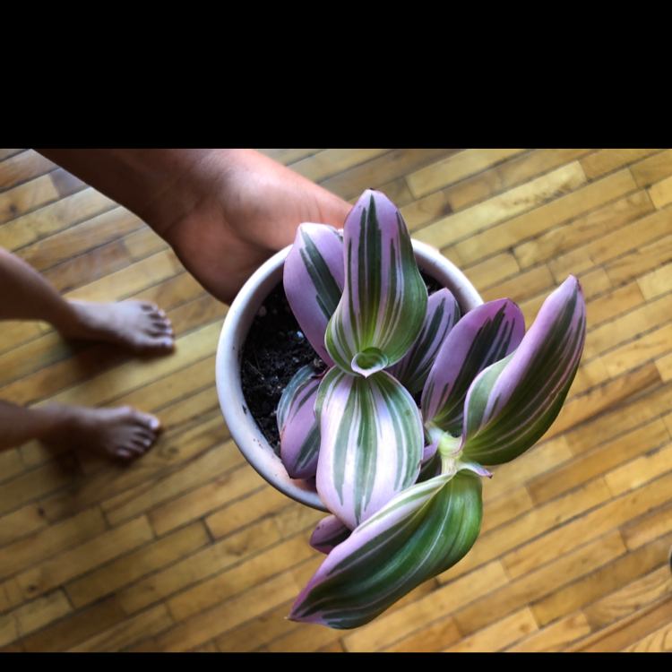 Photo of the plant species Tradescantia Nanouk by @paula named lana on Greg, the plant care app
