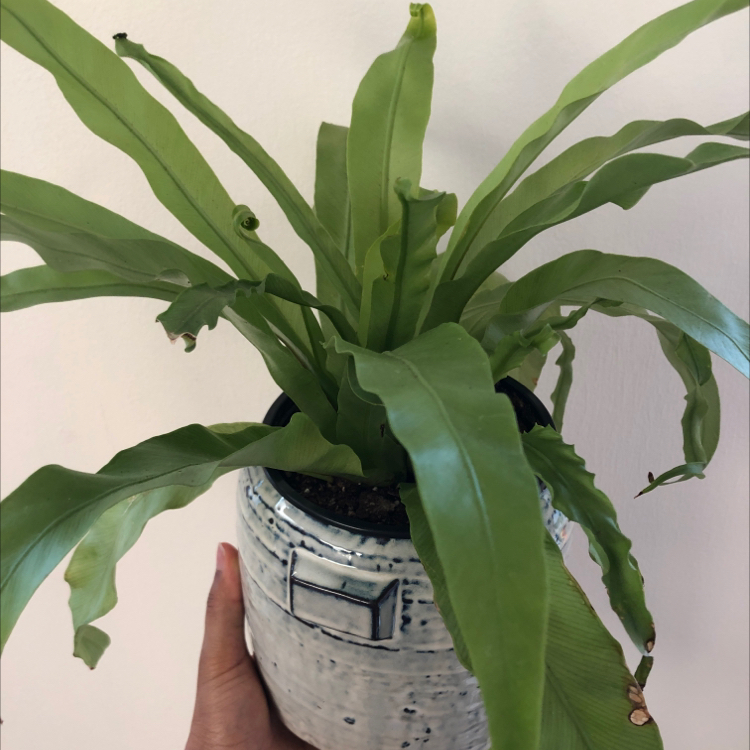 Potted Bird's Nest Fern with lush green leaves in rosette formation, held upright to show healthy plant in textured pot.