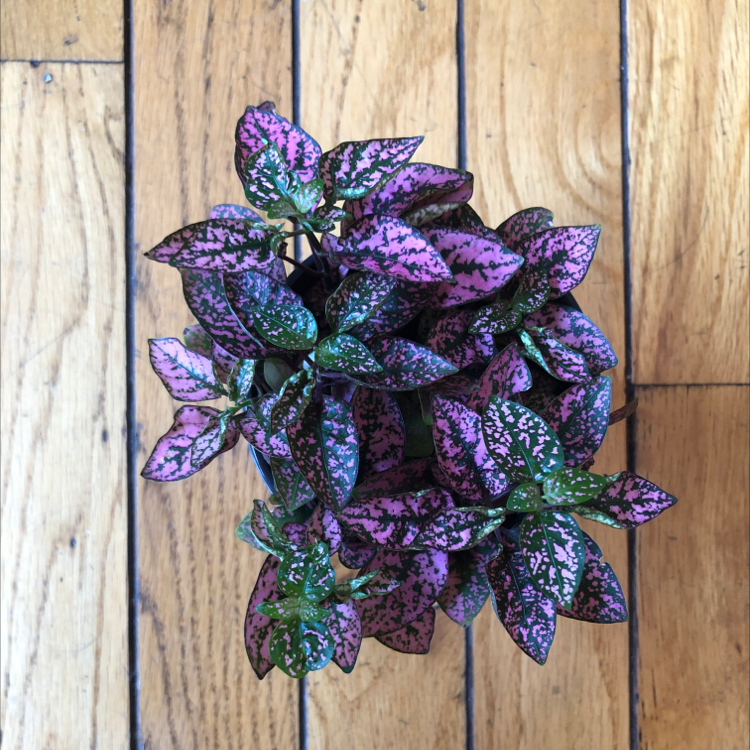 Healthy polka dot plant with lush, vivid pink, purple and green variegated leaves, growing in a wooden container.