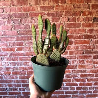 Bunny Ears Cactus plant in New York, New York