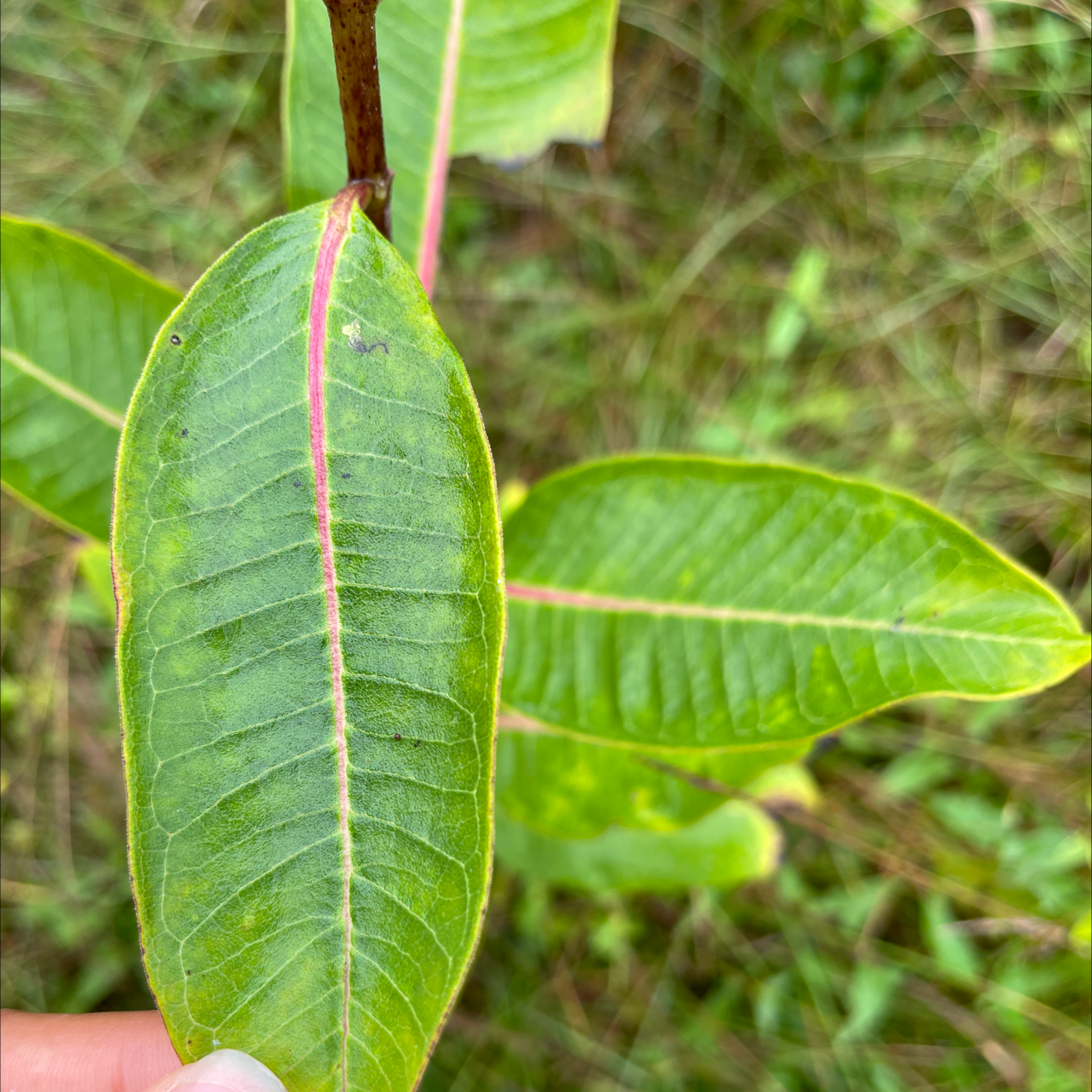 Common Milkweed plant photo by @paula named evadiva on Greg, the plant care app.