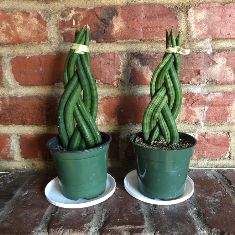 Cylindrical Snake Plant plant photo by @paula named les twins on Greg, the plant care app.