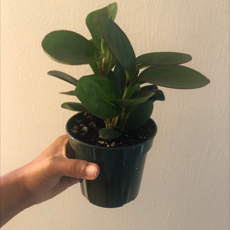 Baby Rubber Plant plant photo by @paula named Ulises on Greg, the plant care app.