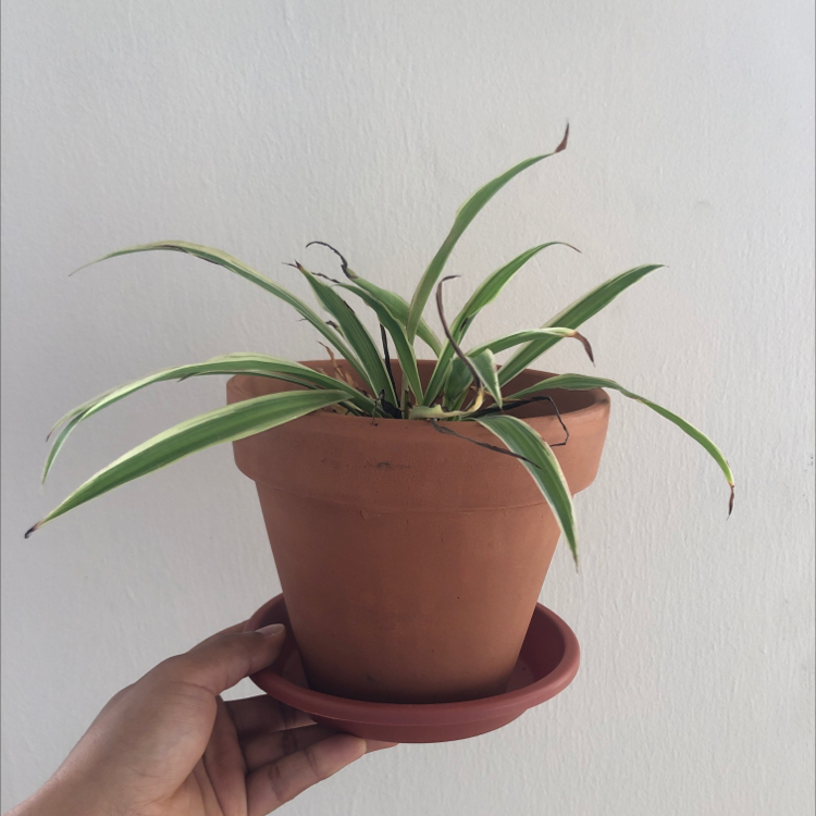 Spider Plant in a terracotta pot with some browning leaf tips, held by a hand.
