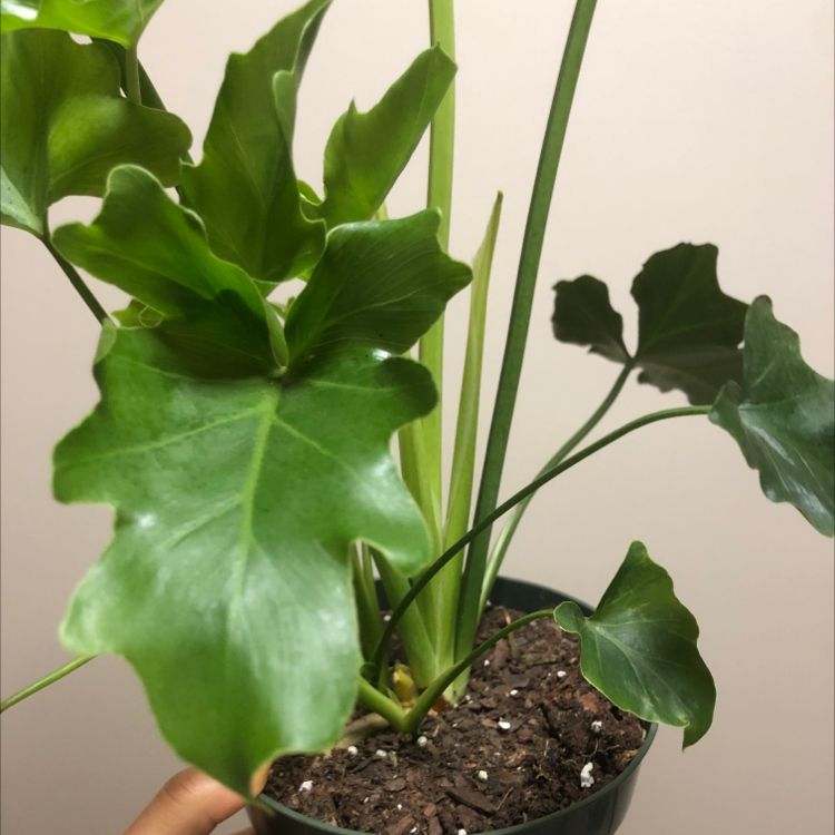 Photo of the plant species Philodendron 'Hope Selloum' by @paula named Mekundayel on Greg, the plant care app