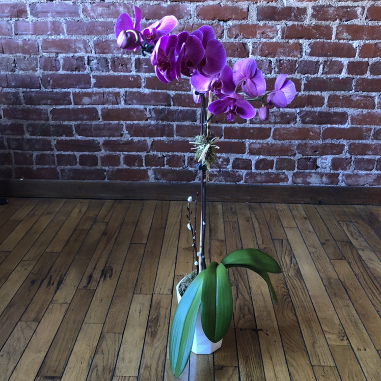 Phalaenopsis Orchid plant photo by @paula named momma on Greg, the plant care app.