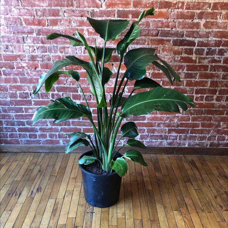 Photo of the plant species Bird of Paradise by @paula named Jane on Greg, the plant care app