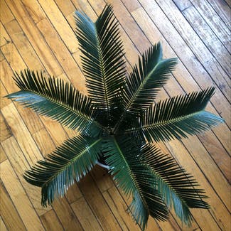 Sago Palm plant in New York, New York