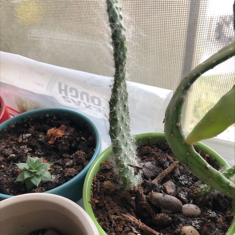 Drooping Prickly Pear plant in a pot near a window, with visible soil and multiple plants.