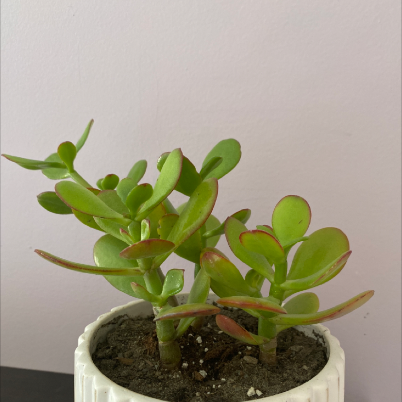 Lucky Plant plant photo by @jordyntopping named Zion on Greg, the plant care app.