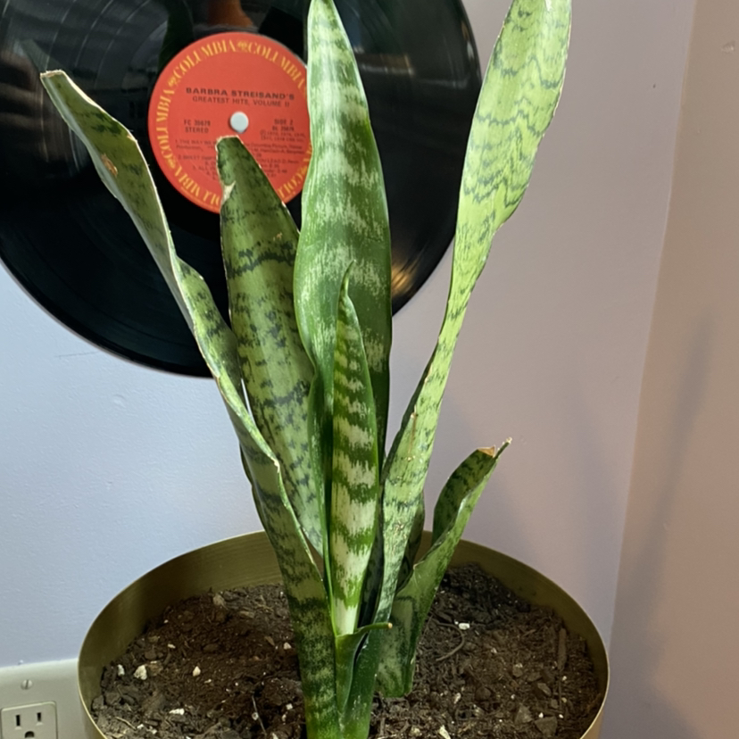 Snake Plant plant photo by @jordyntopping named Winston on Greg, the plant care app.
