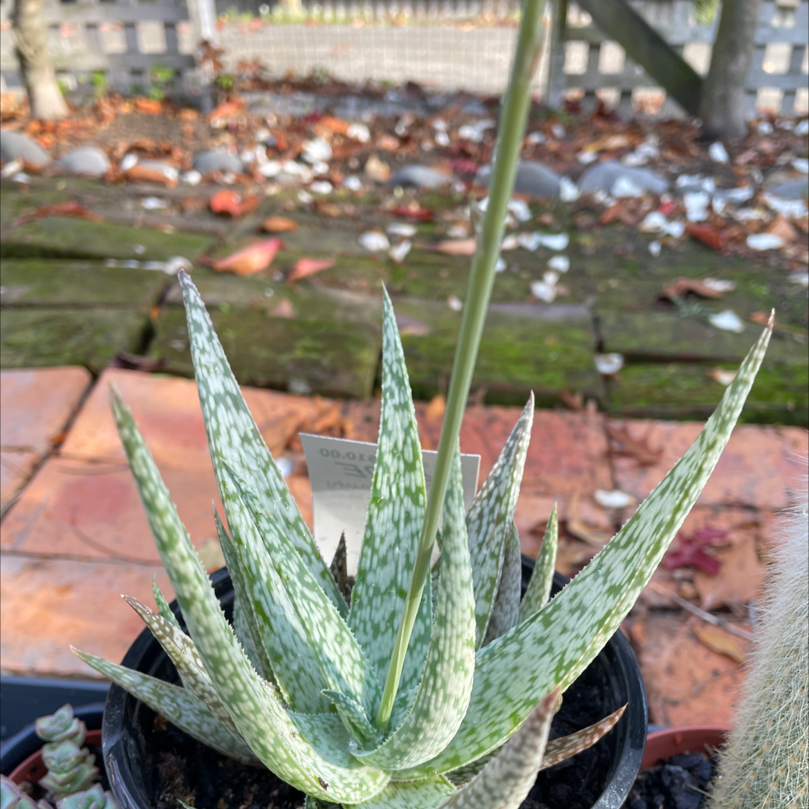 Photo of the plant species Aloe 'White beauty' by Katherine named Naomi on Greg, the plant care app