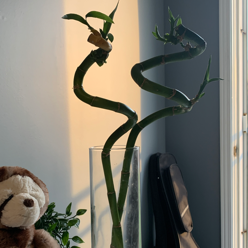 Lucky Bamboo plant photo by Sarah named Norwal on Greg, the plant care app.